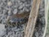 Halictinae inconnu